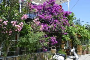 Butik Apart Bungalow