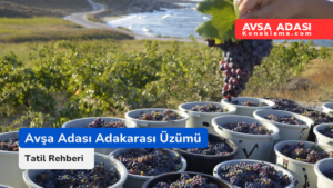 Avşa Adası Adakarası Üzümü: Coğrafi İşaretle Korunan Eşsiz Tatların Hikayesi