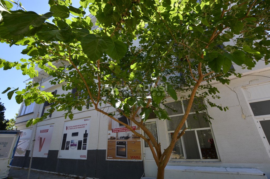 İso Motel iso motel avsa 23