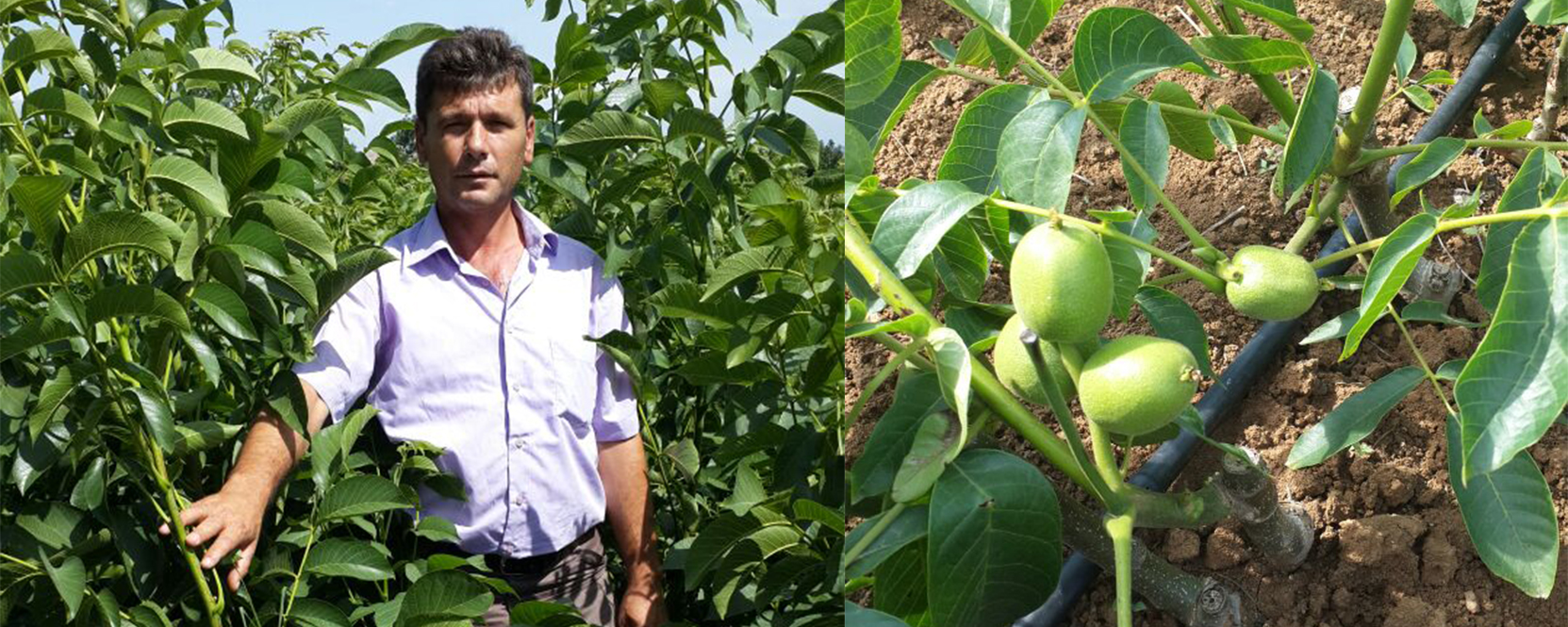 Sertifikalı Aşılı Ceviz Fidanı Arayanlar İçin Güvenilir Üretici Firma: Güven Fidancılık